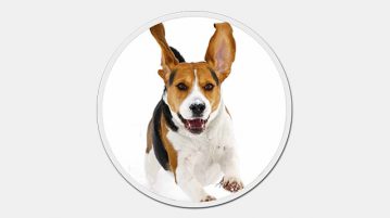 Beagle