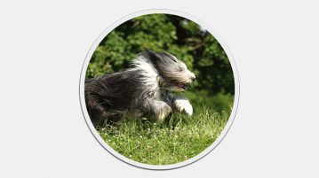 Bearded Collie