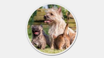 Cairn Terrier