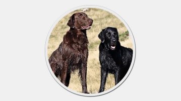 Flat Coated Retriever