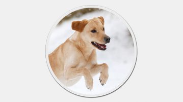 Labrador Retriever