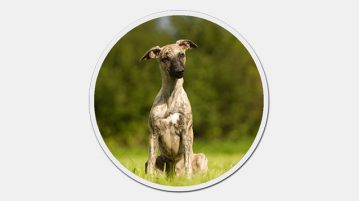 Whippet