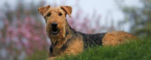 Airedale Terrier 2