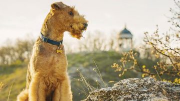 Airedale Terrier