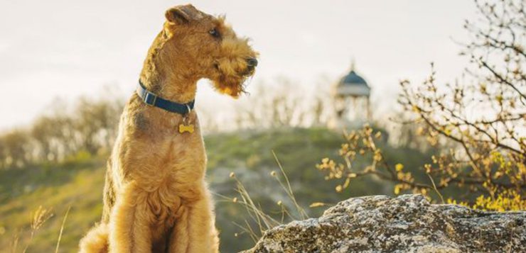 Airedale Terrier