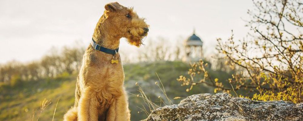 Airedale Terrier