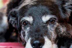 Alter Hund