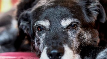 Alter Hund