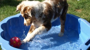 Spiel und Spaß am Wasser: Das solltest du mal ausprobieren! Aussie mit Ball im Plantschbecken
