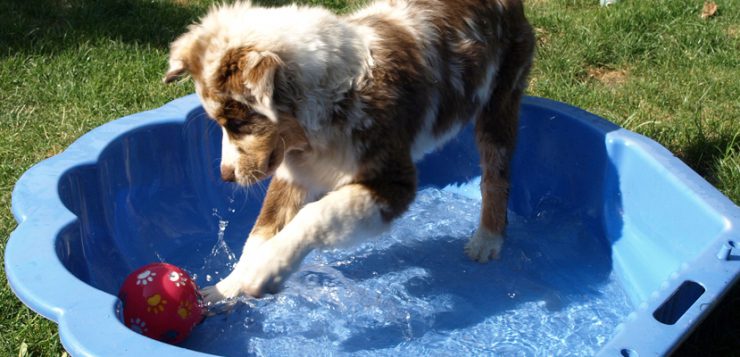 Aussie mit Ball im Plantschbecken