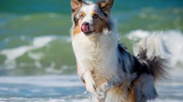Australian Sheperd in die Wellen.