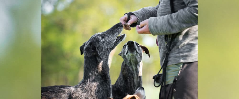 Zwei Windhunde bekommen draußen von einer Person Leckerli als Belohnung im Training.