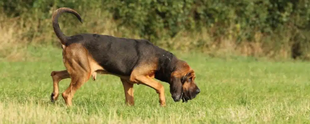 Bloodhound verfolgt Spur