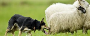 Border Collie am Hüten