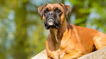 Deutscher Boxer
