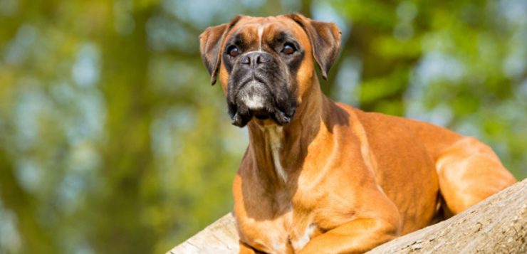 Deutscher Boxer