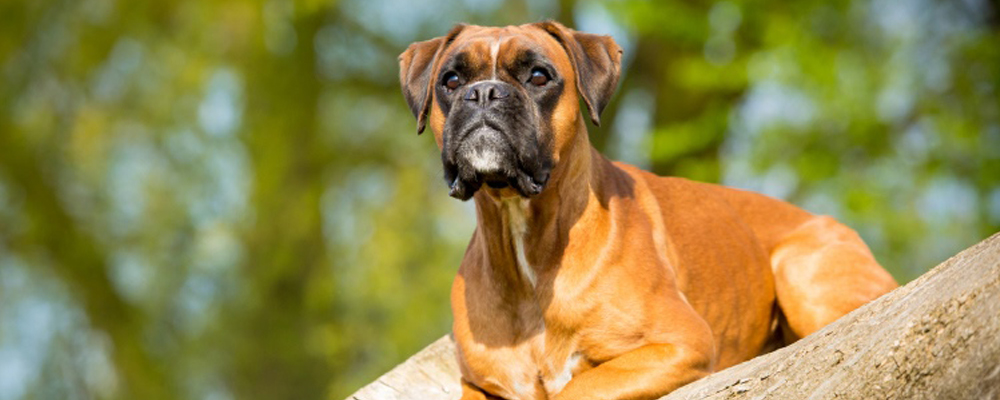 Deutscher Boxer