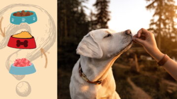 Retriever bekommt ein Stückchen Futter