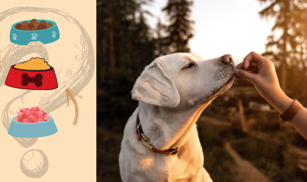 Futterumstellung? Gründe und richtiges Vorgehen Retriever bekommt ein Stückchen Futter