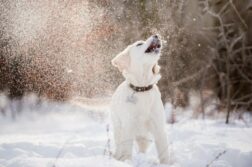 Junger Retriever spielt im Schnee.
