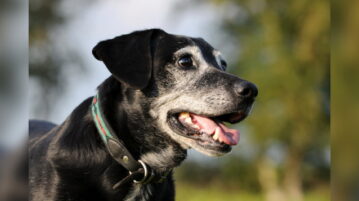 Schwarzer Hundesenior mit grau-weißem Gesicht ist draußen unterwegs