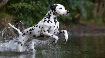 Dalmatiner Hund