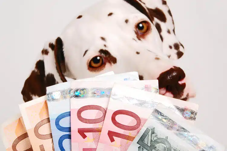 Dalmatiner hinter Geldfächer