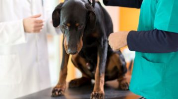 Das Wobbler-Syndrom betrifft vor allem große Hunde wie Dobermänner und Doggen