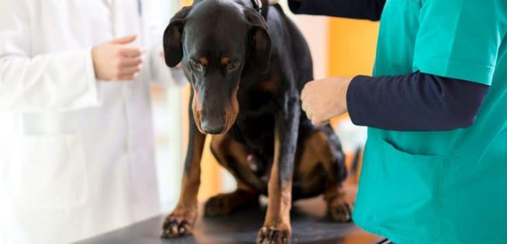 Das Wobbler-Syndrom betrifft vor allem große Hunde wie Dobermänner und Doggen