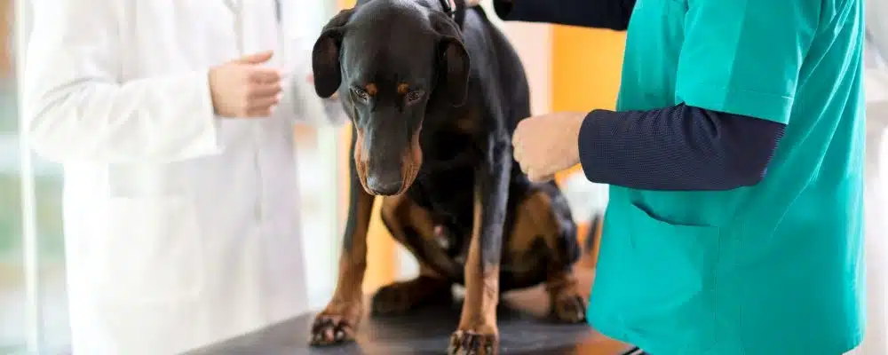 Das Wobbler-Syndrom betrifft vor allem große Hunde wie Dobermänner und Doggen