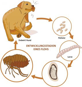 Flöhe bekämpfen