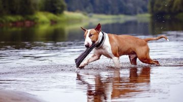 Fremdkörper wie Holzsplitter verschlucken Hunde gern.