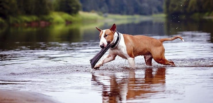 Fremdkörper wie Holzsplitter verschlucken Hunde gern.