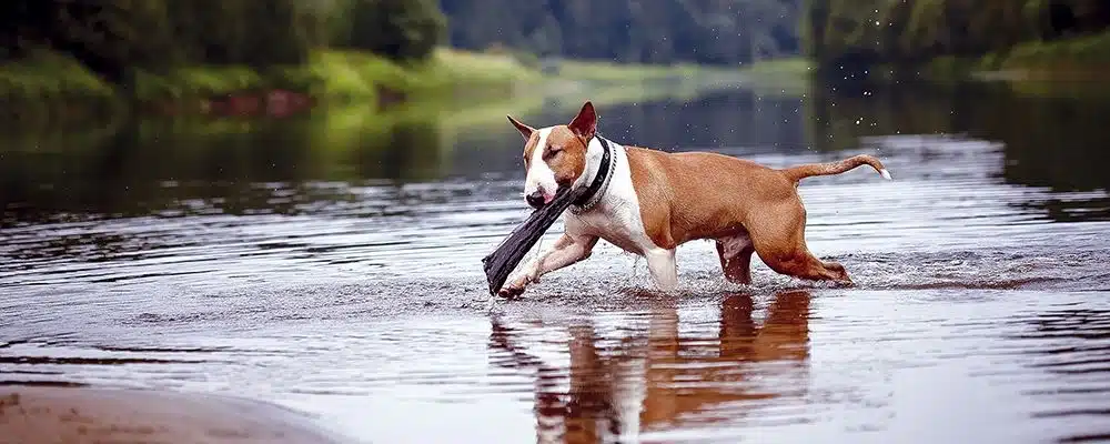 Fremdkörper wie Holzsplitter verschlucken Hunde gern.