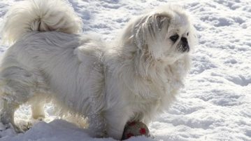 Akute Gastritis Gastritis kann auch entstehen, wenn Hunde zu viel Schnee fressen