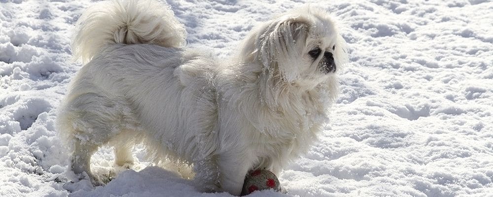 Brustkrebs (Mammatumore) bei Hunden rasch behandeln
