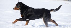 Schweizer Sennenhund