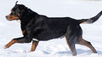 Schweizer Sennenhund