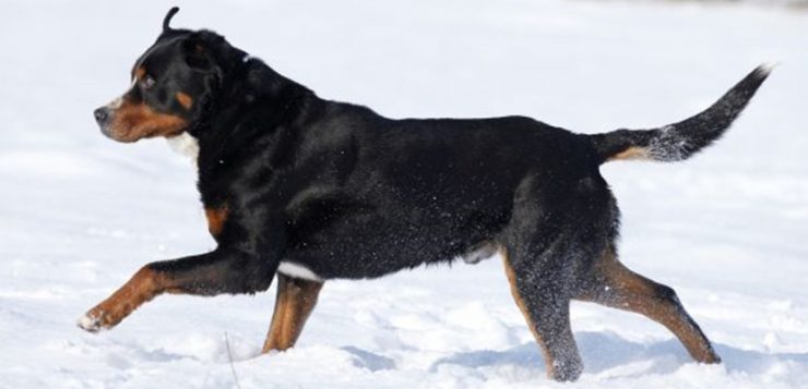 Schweizer Sennenhund