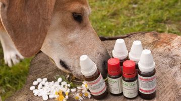 Alternative Heilmethoden beim Hund