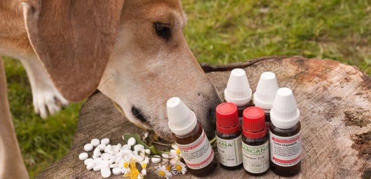 Alternative Heilmethoden beim Hund