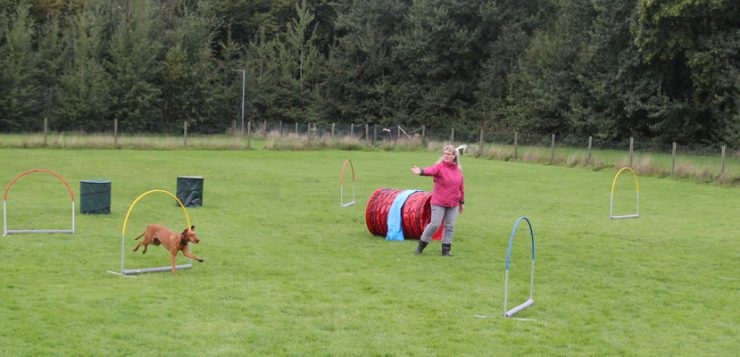 hoopers hund