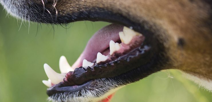 Bissverletzungen beim Hund