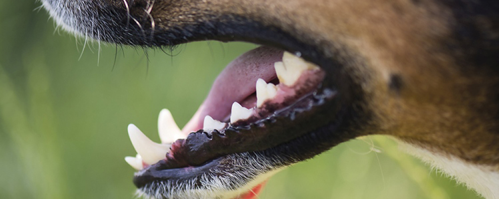 Bissverletzungen beim Hund