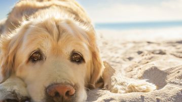 Hitzschlag beim Hund – was tun? Hitzschlag beim Hund
