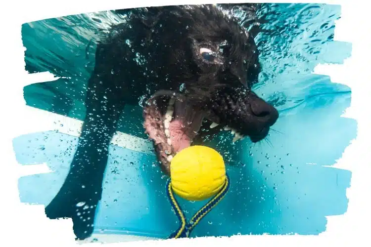 Hund taucht nach Spielzeug, Foto unter Wasser