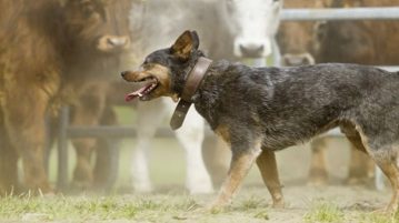 Australian Cattle Dog