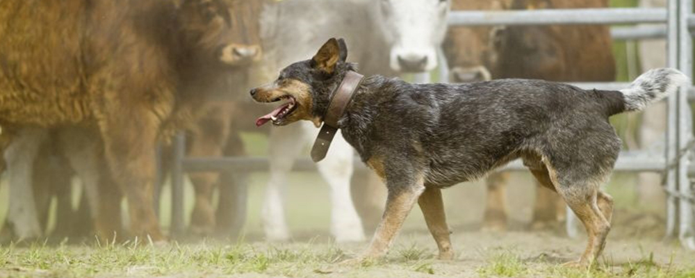 Australian Cattle Dog