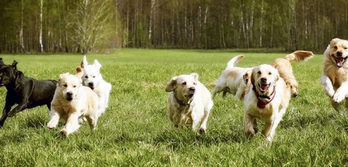 Zwingerhusten trockener, heftiger Husten » DER HUND