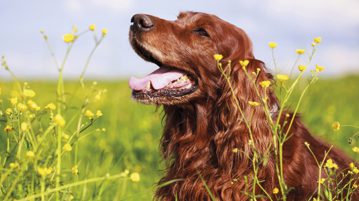 Irish Red Setter